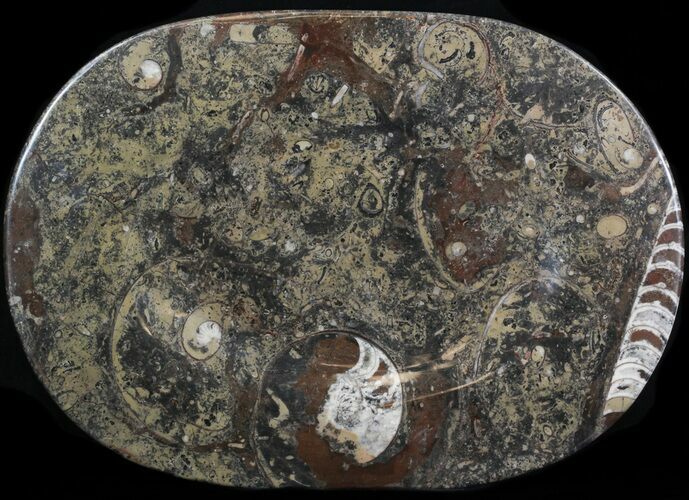 -/ Fossil Orthoceras & Goniatite Plate - Stoneware #40533
